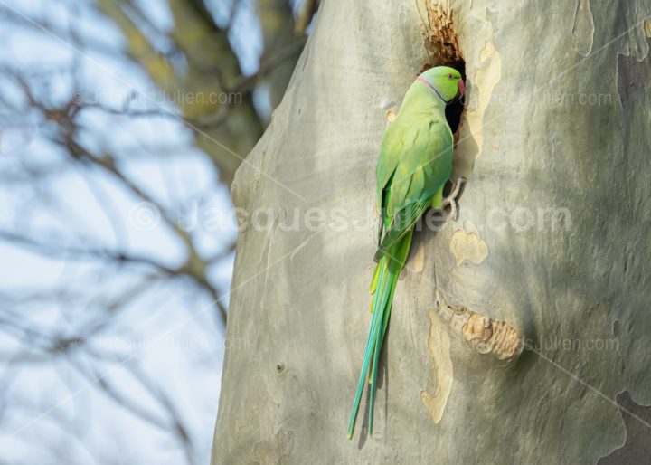 Rose-ringed parakeet bird