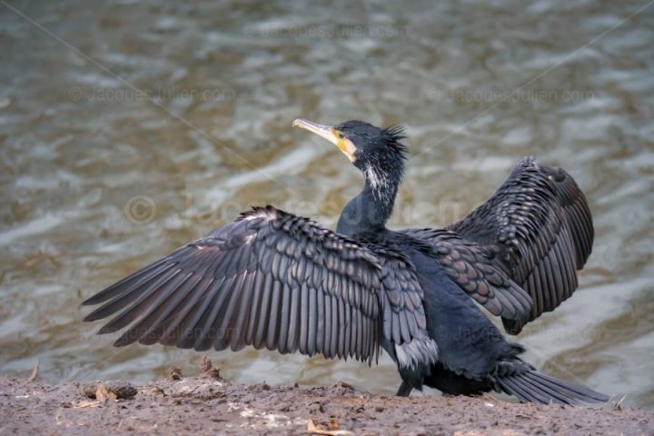 Cormorant spreads out wings