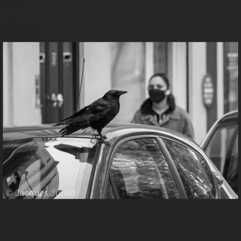 street Photo crow black and white