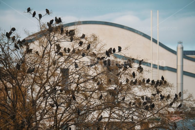 large group of starlings on a tree