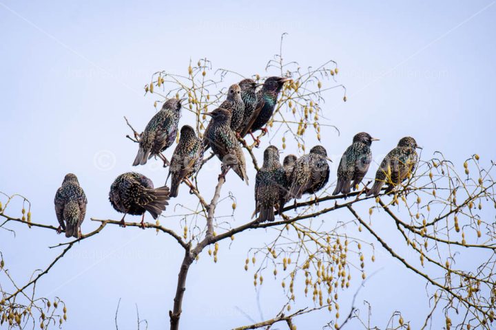 Group of starlings