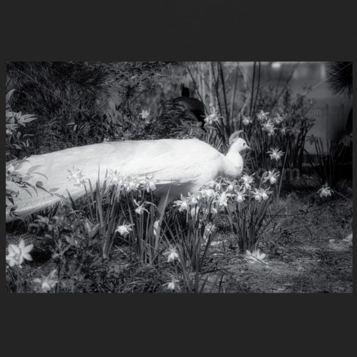 Paon blanc – Tirage photo noir et blanc