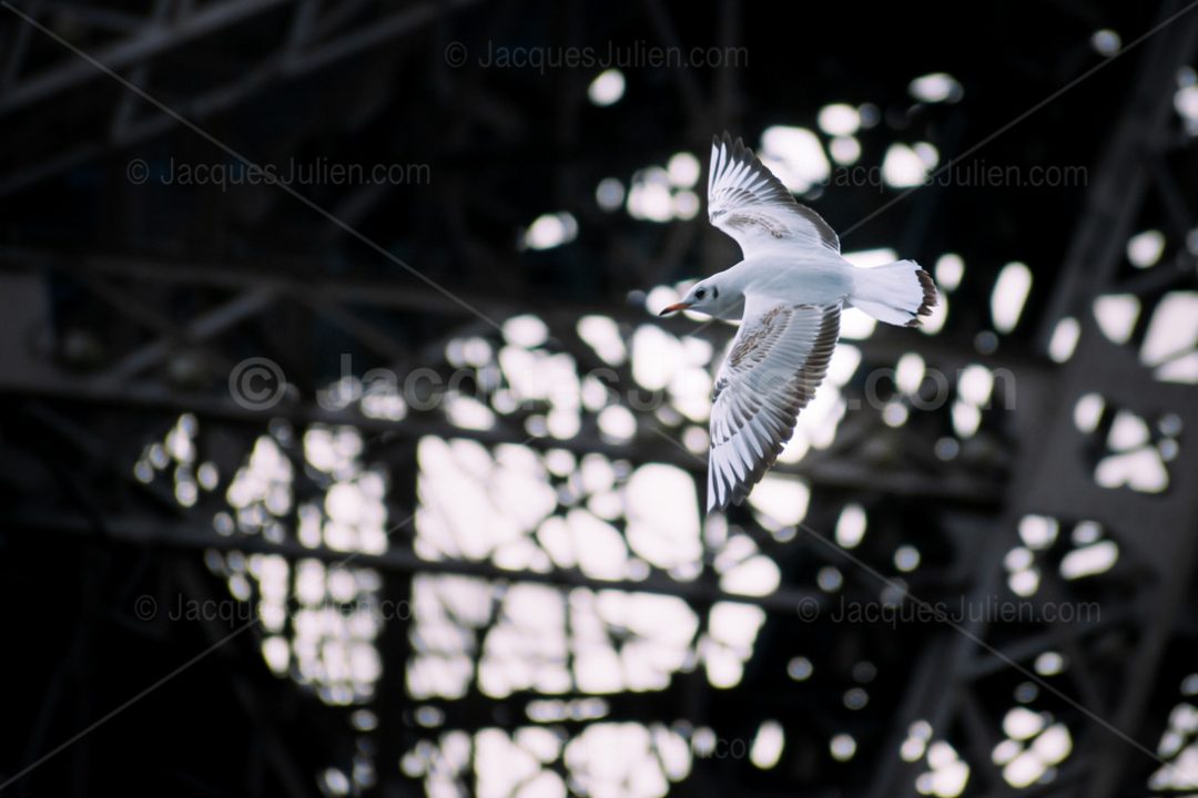 Bird flying in front of metal structure