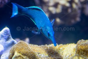 poisson labre oiseau