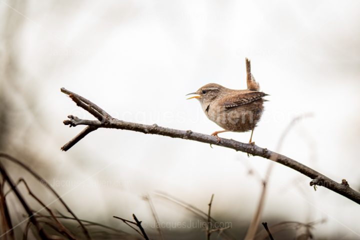 Wren bird singing