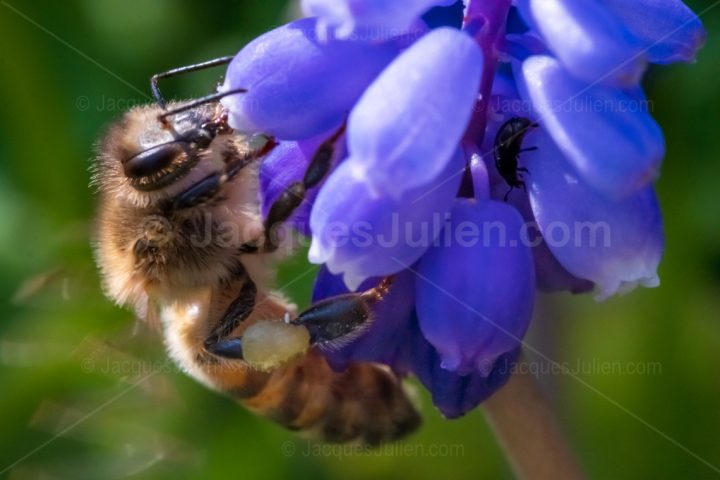 Macro photographie d’une abeille à miel