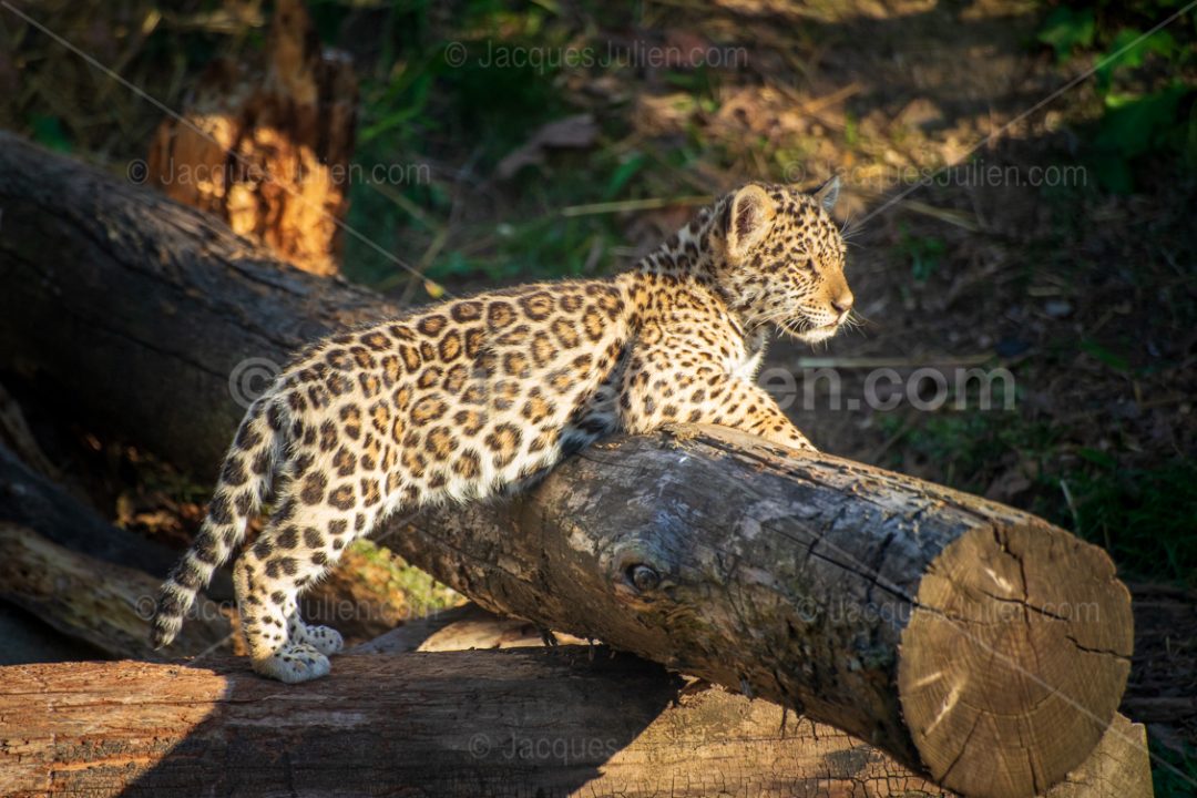 Young jaguar – Panthera onca