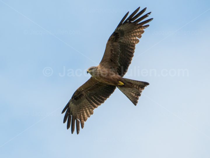 Black kite – Bird photo to download