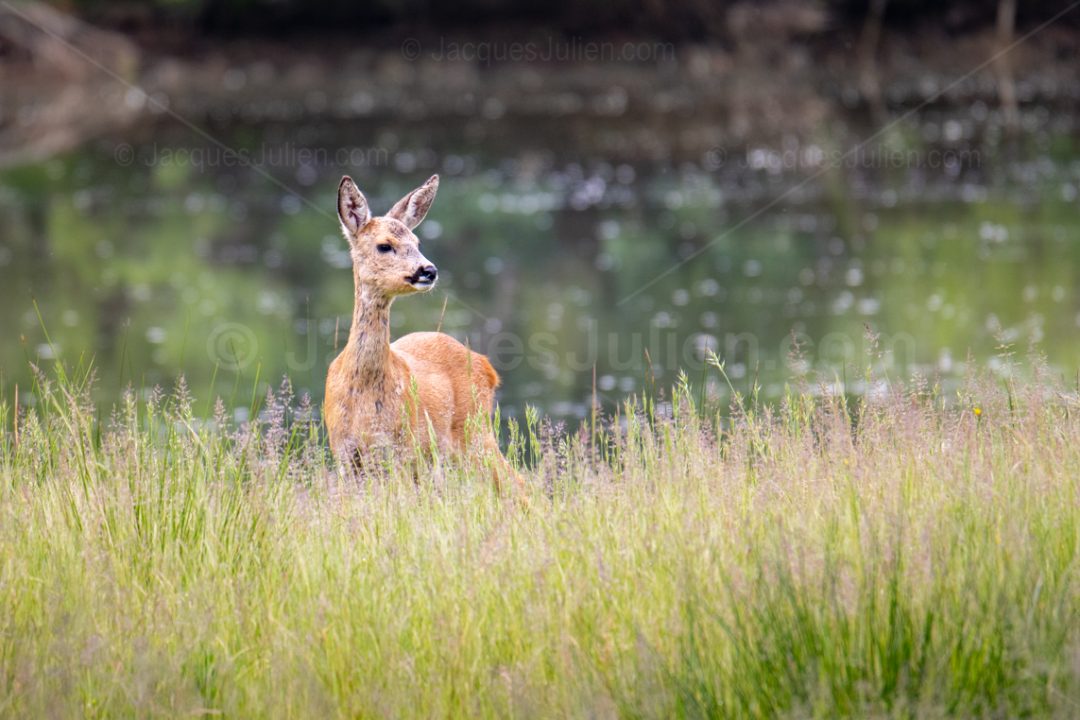 Female deer – Animal Photo to download