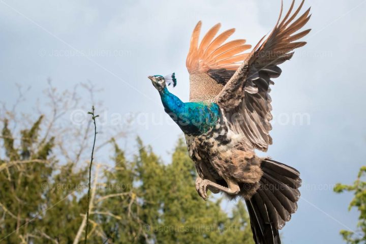 Peafowl flying