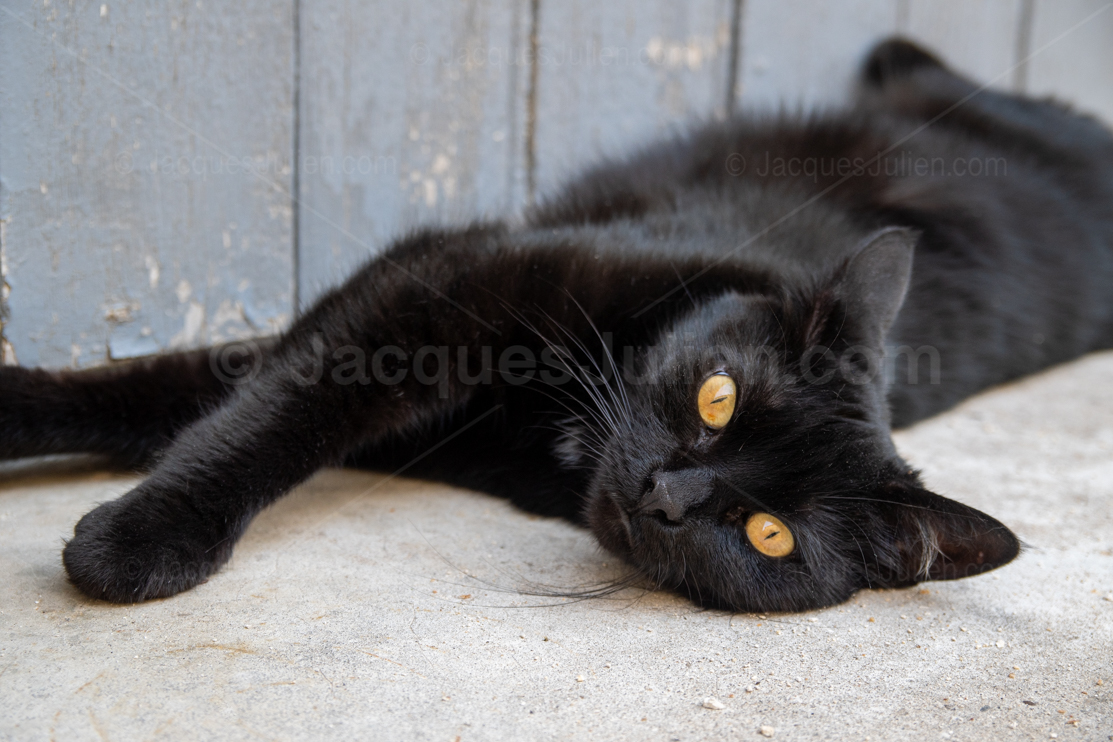 Young black cat