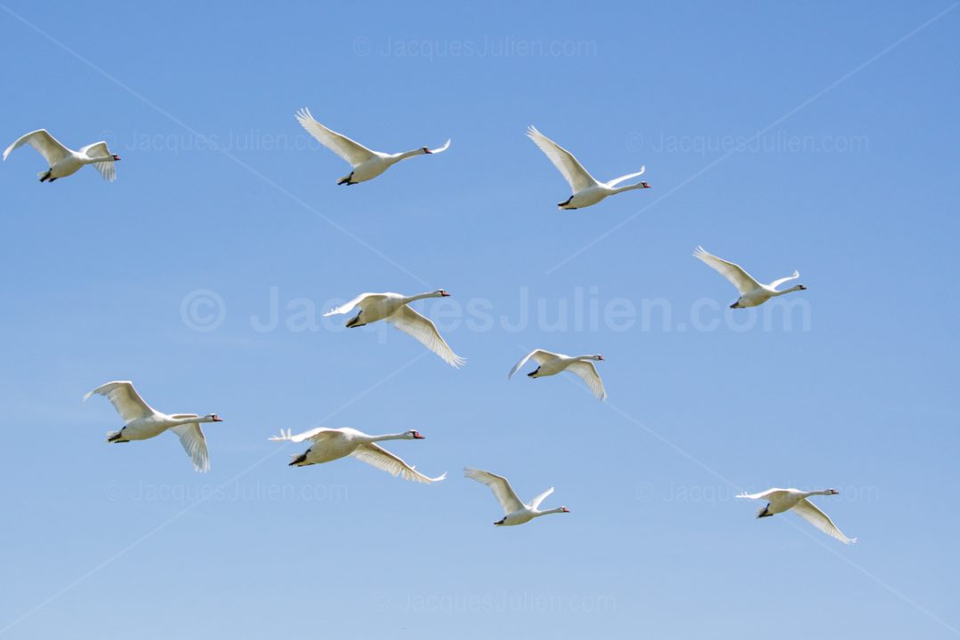group of white swans flying in the sky