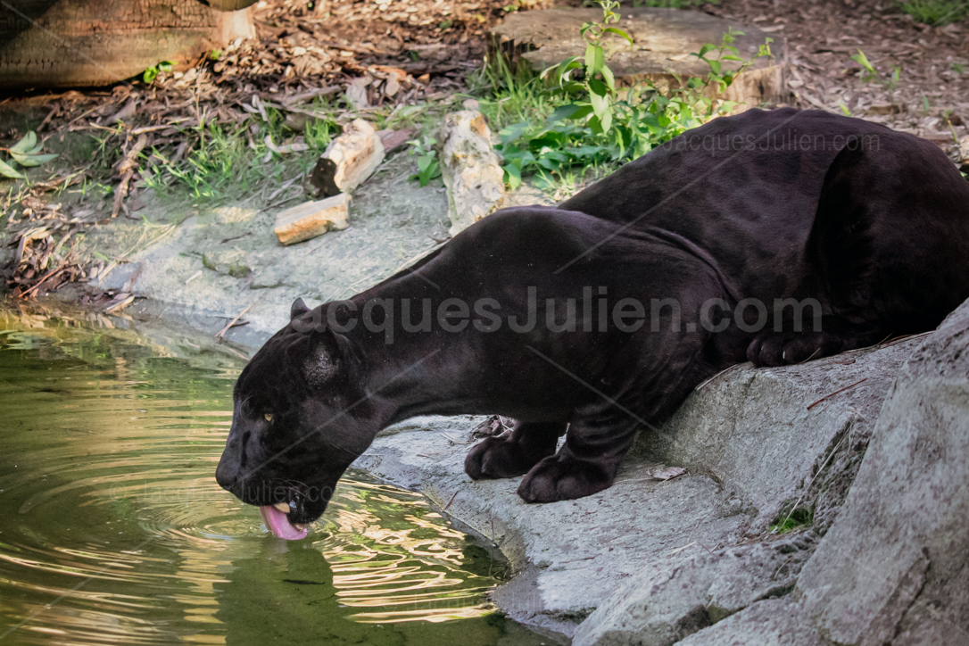 Black panther – Panthera onca