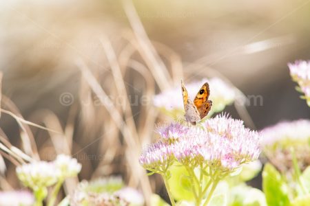 Papillon monarque sur fleur
