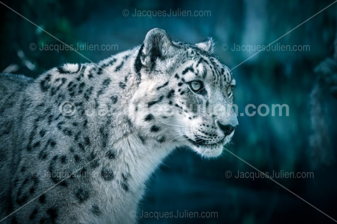 snow leopard image