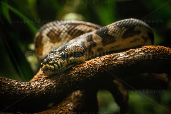 Morelia spilota – Python Tapis