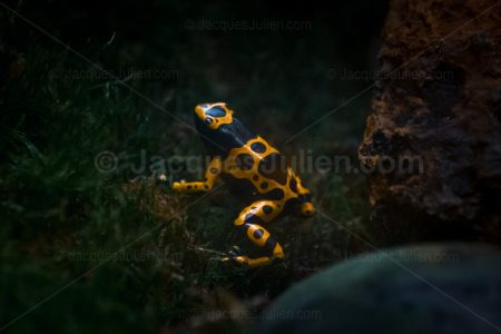 Grenouille vénéneuse – Dendrobates leucomelas