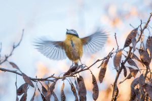 blue tit flying