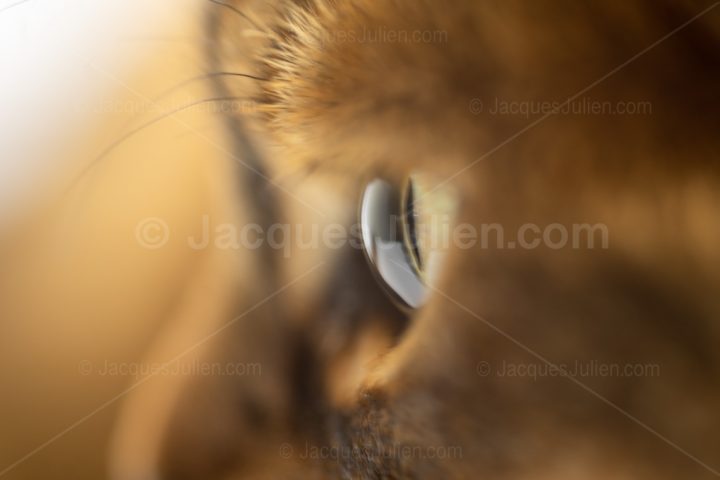 Cat Eye Image