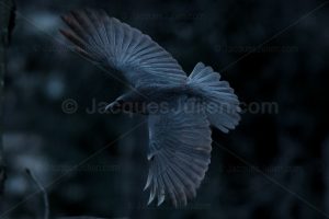 crow wings on black background