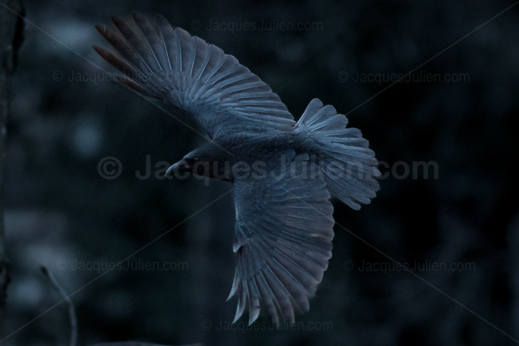 crow wings on black background