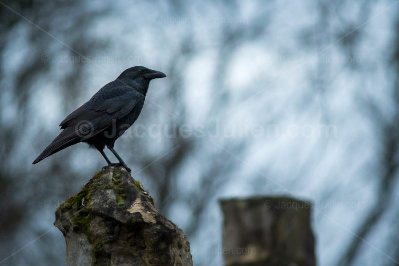 dark crow in winter