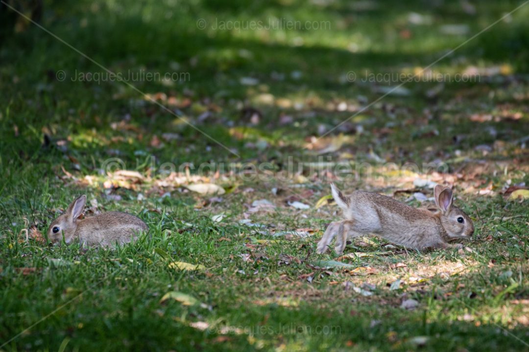 Two rabbits in the grass