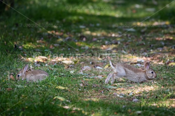 Two rabbits on the grass