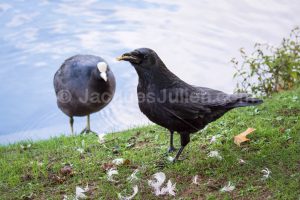 poule d'eau et corbeau