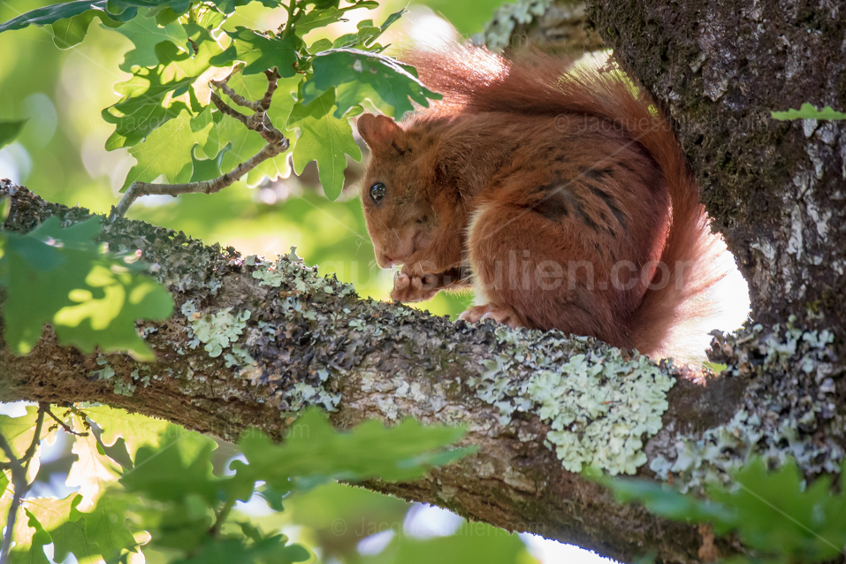 écureuil roux se nourrissant sur une branche