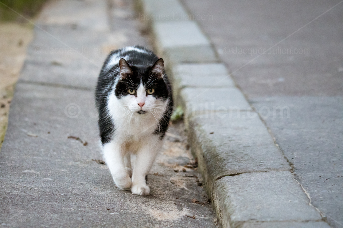 Stray cat walking