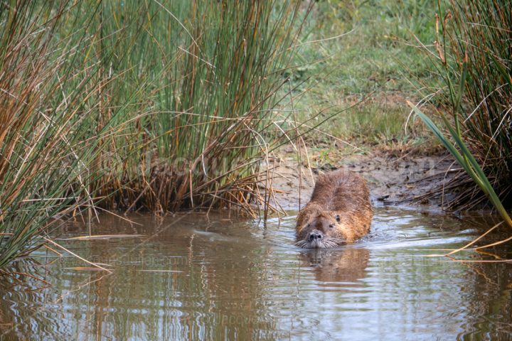 Eurasian Beaver – Castor fiber