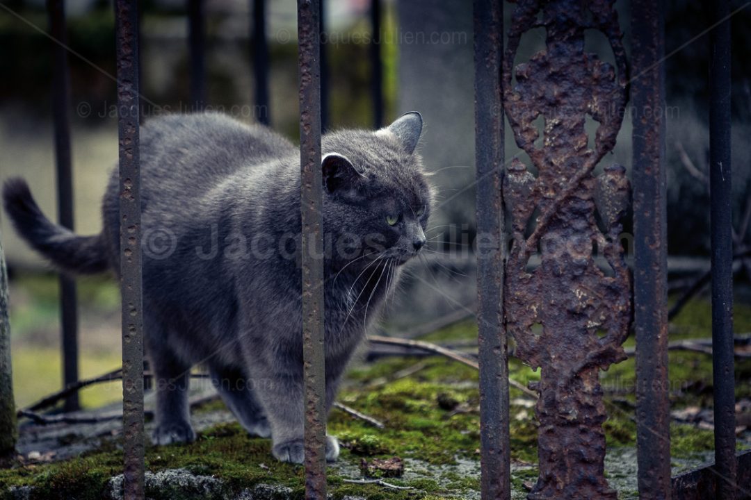 chat de race Chartreux sur une tombe