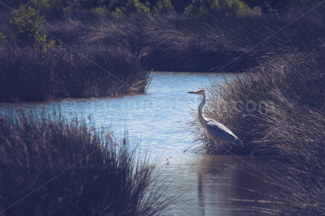 grey heron on swamp