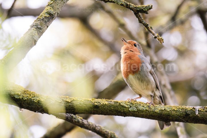 robin bird singing