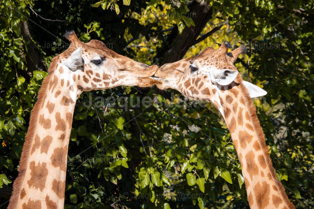 giraffes kissing
