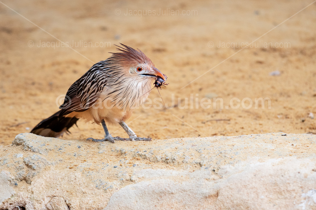Guira Cuckoo Bird – Stock Photo