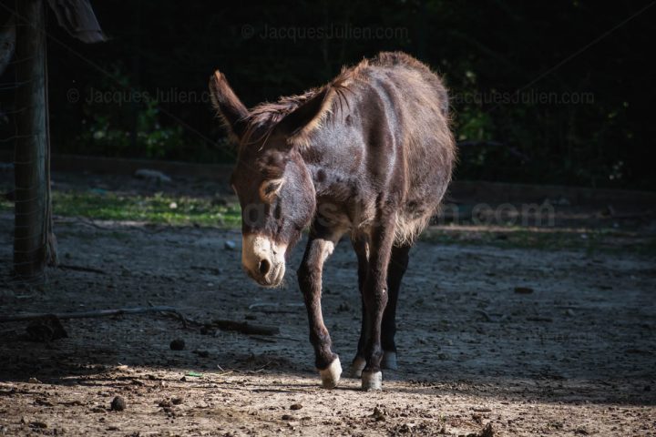 Domestic Donkey – Stock Photo