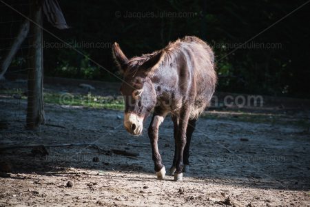 Domestic Donkey – Stock Photo