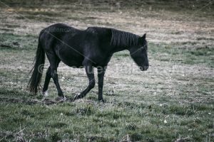 black horse walking in a field