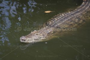 Nil crocodile swimming in swamp