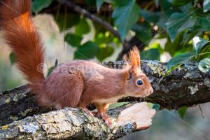 red squirrel image