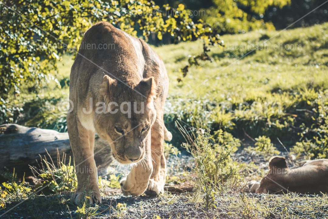 Lionne et son lionceau – Stock Photo