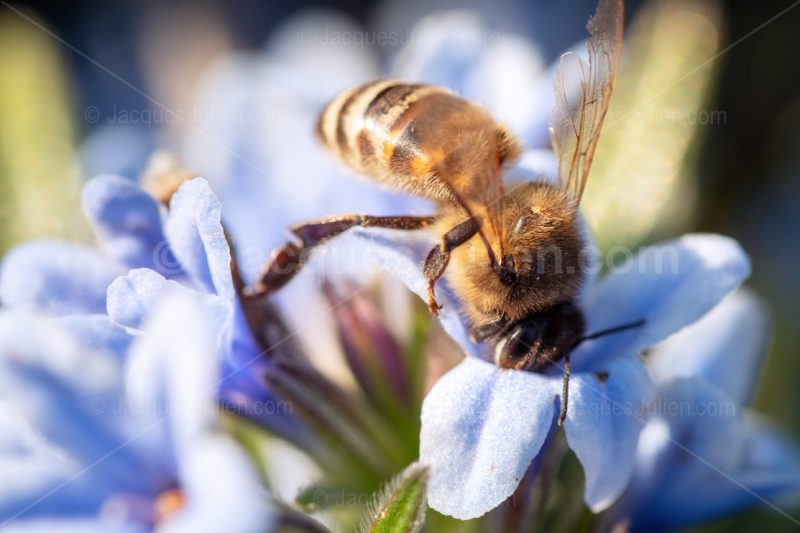 abeille sur une fleur bleue