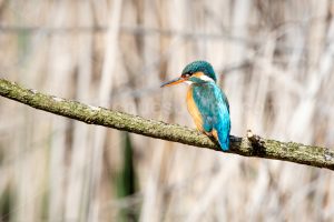 kingfisher bird on a branch