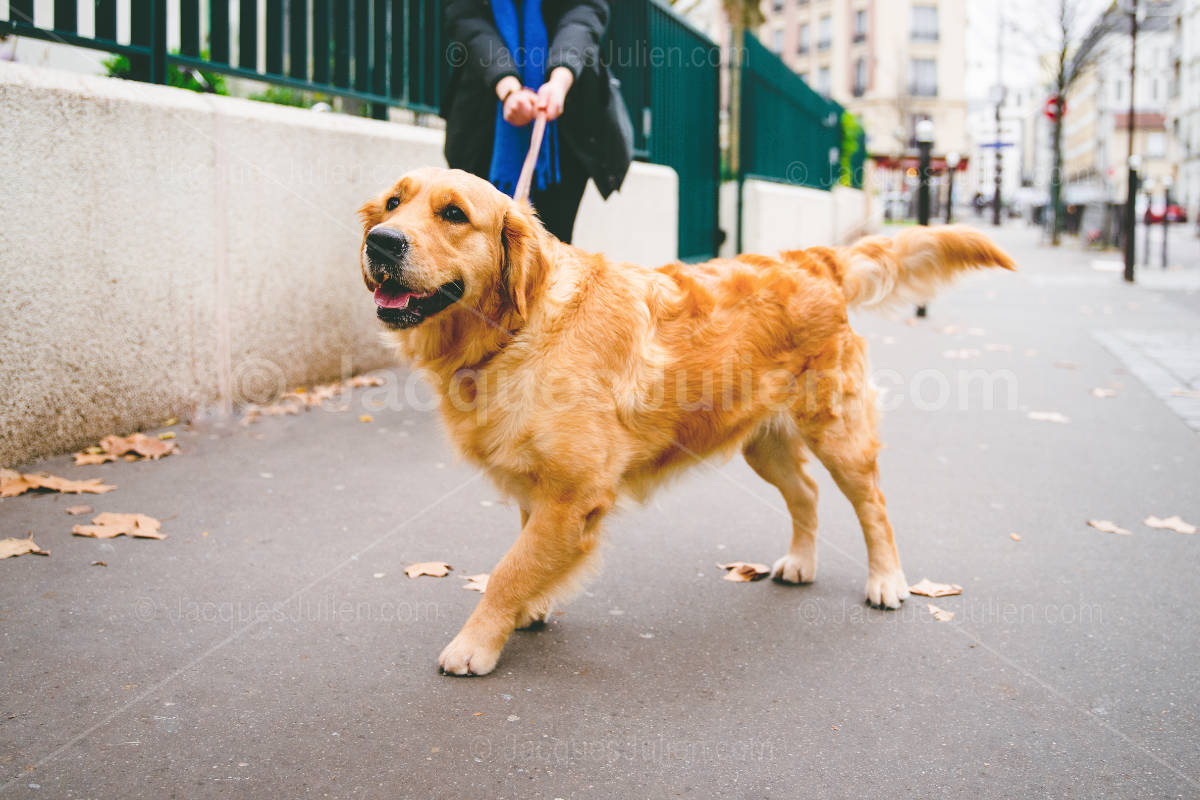 Golden Retriever dog in street
