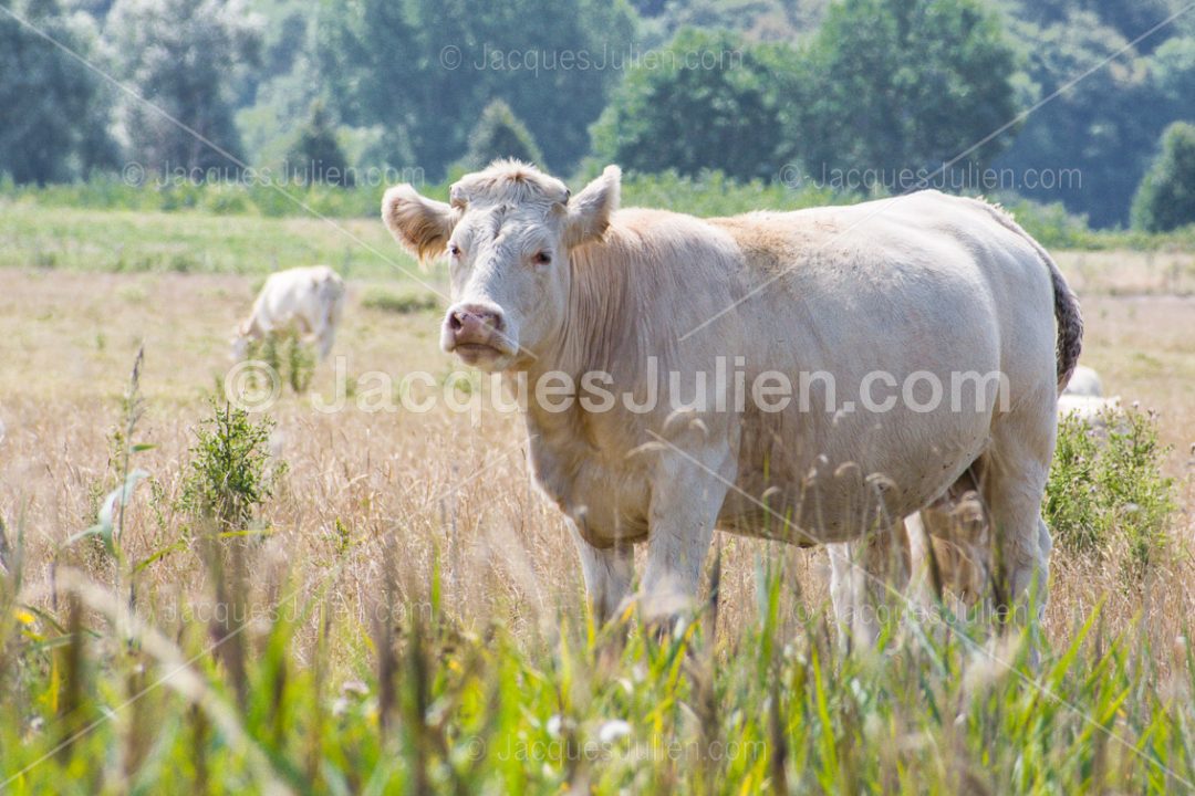 Vaches charolaises – Image libre de droits