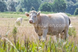 Charolais cows picture
