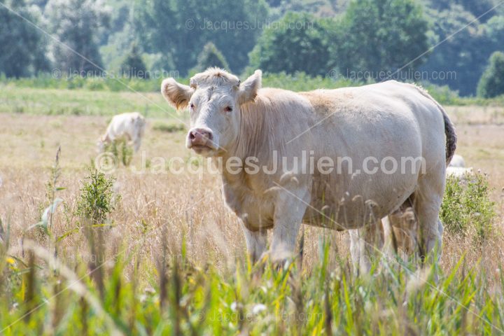 Charolais white cows