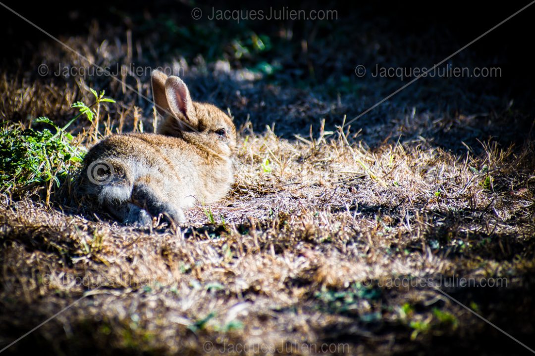 Young hare photography